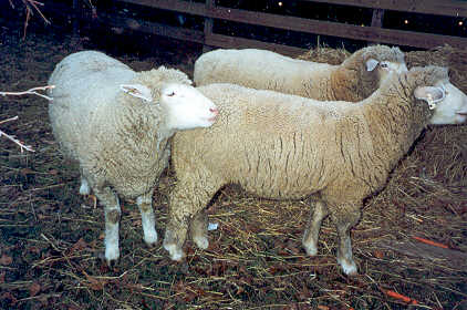 sheep-12-14-1999.jpg (27649 bytes)